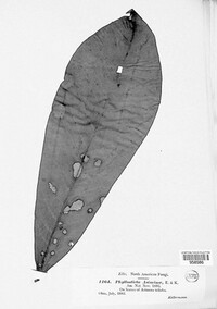 Phyllosticta asiminae image